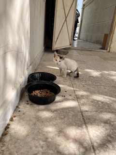 A small kitten with a calico pattern is standing on a tiled floor next to two black bowls containing cat food. The area appears to be an outdoor corridor with sunlight casting shadows on the ground and walls. An open door in the background reveals part of another person or figure standing inside a building.