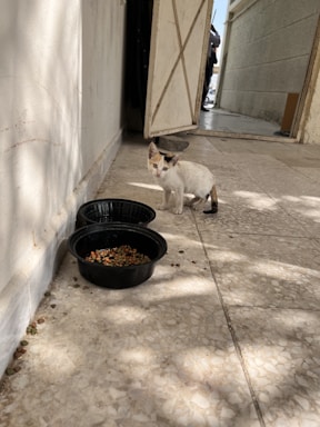 A small kitten with a calico pattern is standing on a tiled floor next to two black bowls containing cat food. The area appears to be an outdoor corridor with sunlight casting shadows on the ground and walls. An open door in the background reveals part of another person or figure standing inside a building.
