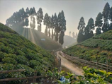 Sunlight filtering through tea bushes on a misty morning in a mountain plantation.