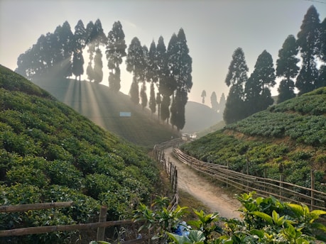 Sunlight filters through tall trees, casting long shadows on a lush tea plantation. A narrow dirt path winds between the rows of tea bushes, bordered by rustic wooden fences. The serene landscape is bathed in a golden glow, creating a tranquil and picturesque scene.
