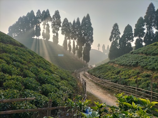 Sunlight filtering through tea bushes in a quiet home garden where Foss Tea is grown.