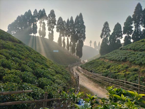 Sunlight filtering through tea bushes on a misty morning in a mountain plantation.