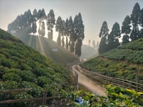 Sunlight filters through tall trees, casting long shadows on a lush tea plantation. A narrow dirt path winds between the rows of tea bushes, bordered by rustic wooden fences. The serene landscape is bathed in a golden glow, creating a tranquil and picturesque scene.