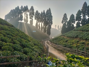 Sunlight filters through tall trees, casting long shadows on a lush tea plantation. A narrow dirt path winds between the rows of tea bushes, bordered by rustic wooden fences. The serene landscape is bathed in a golden glow, creating a tranquil and picturesque scene.