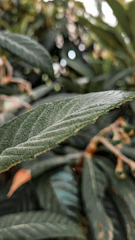 Close-up of delicate textures in nature, focusing on a single leaf.
