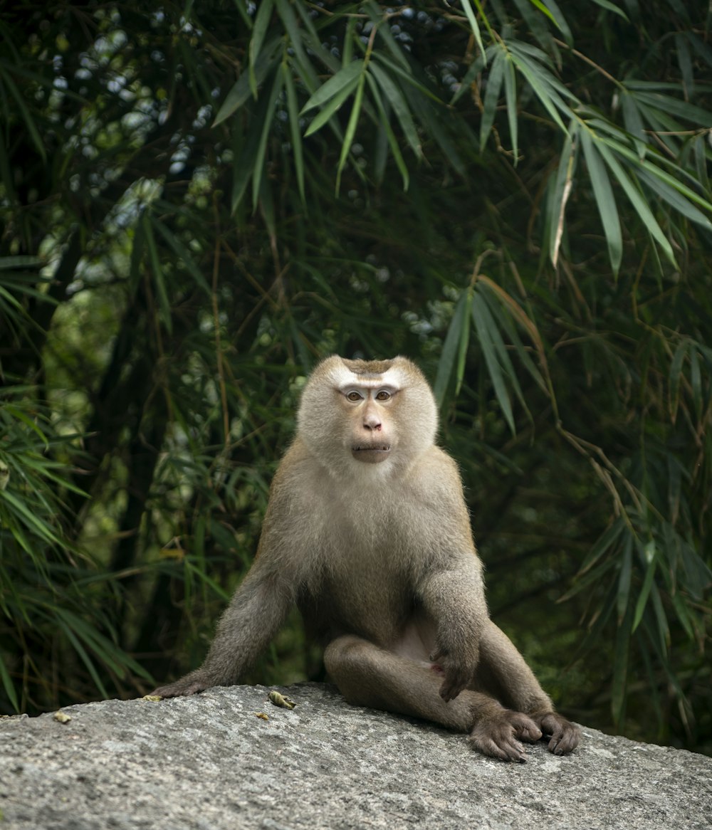 a monkey sitting on top of a large rock