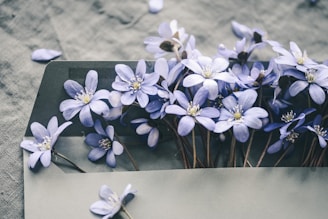 a bunch of blue flowers sitting on top of book