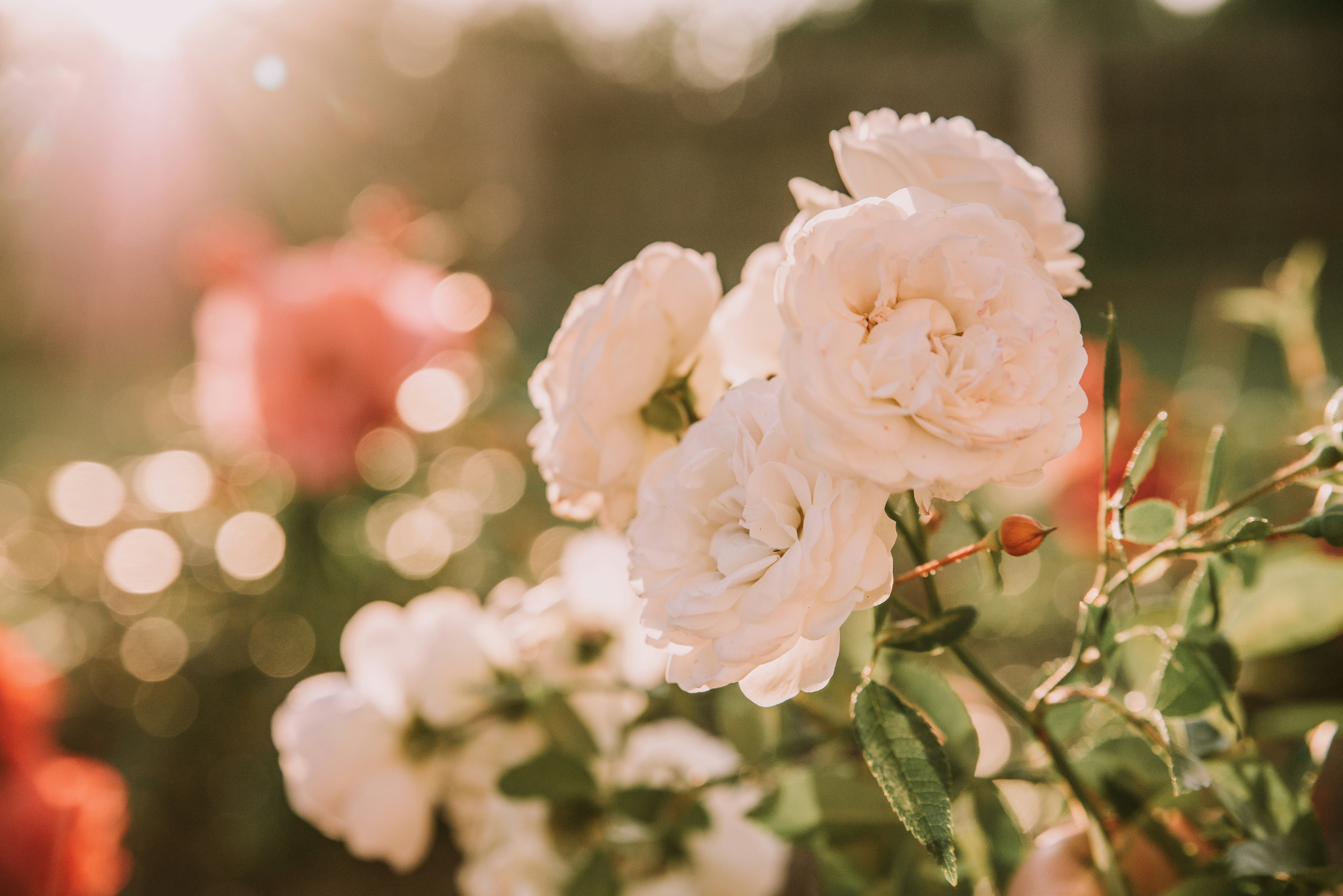 Photo by anitaaustvika