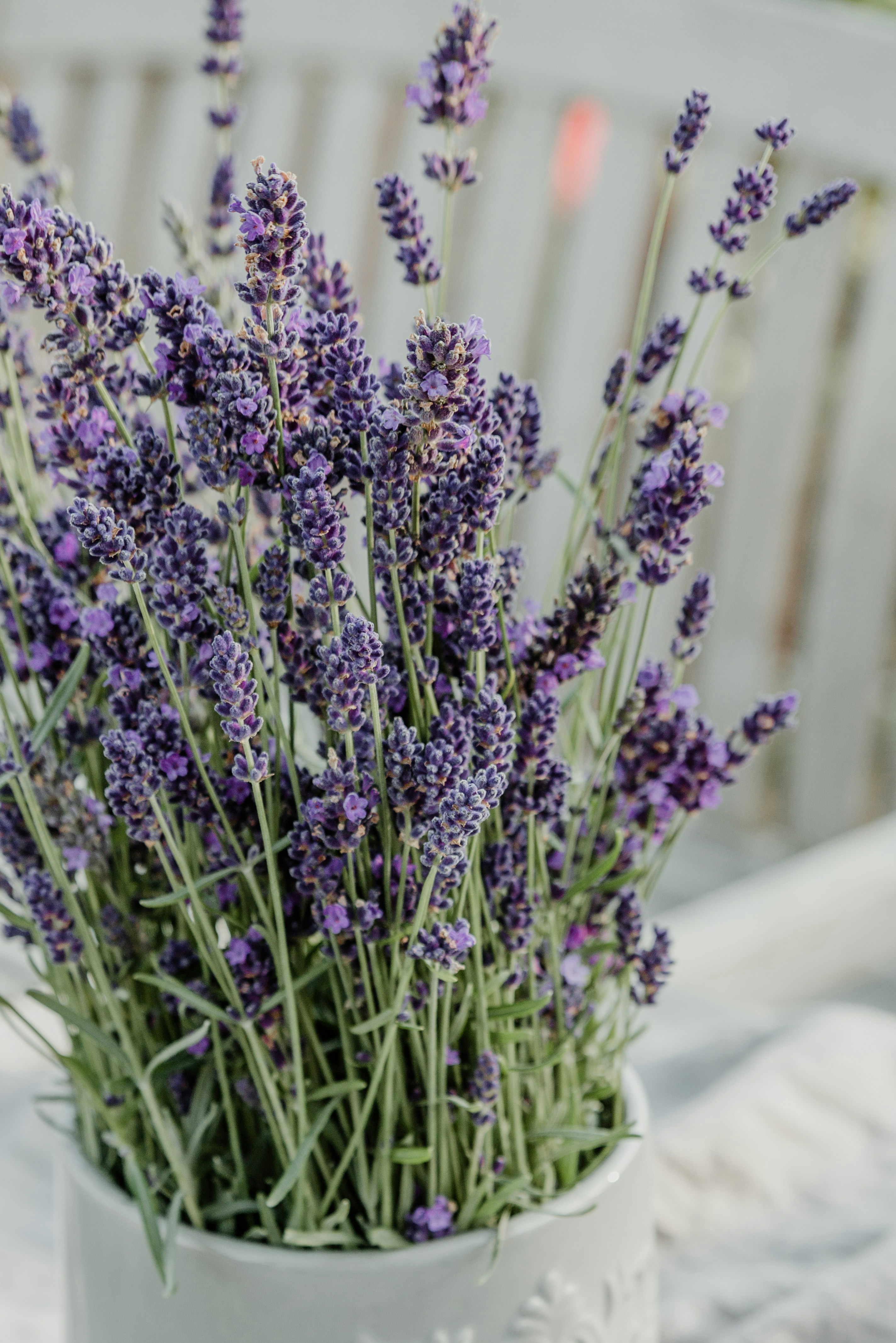 Elegant Lavender Vase