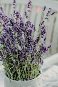Lavender Short Set