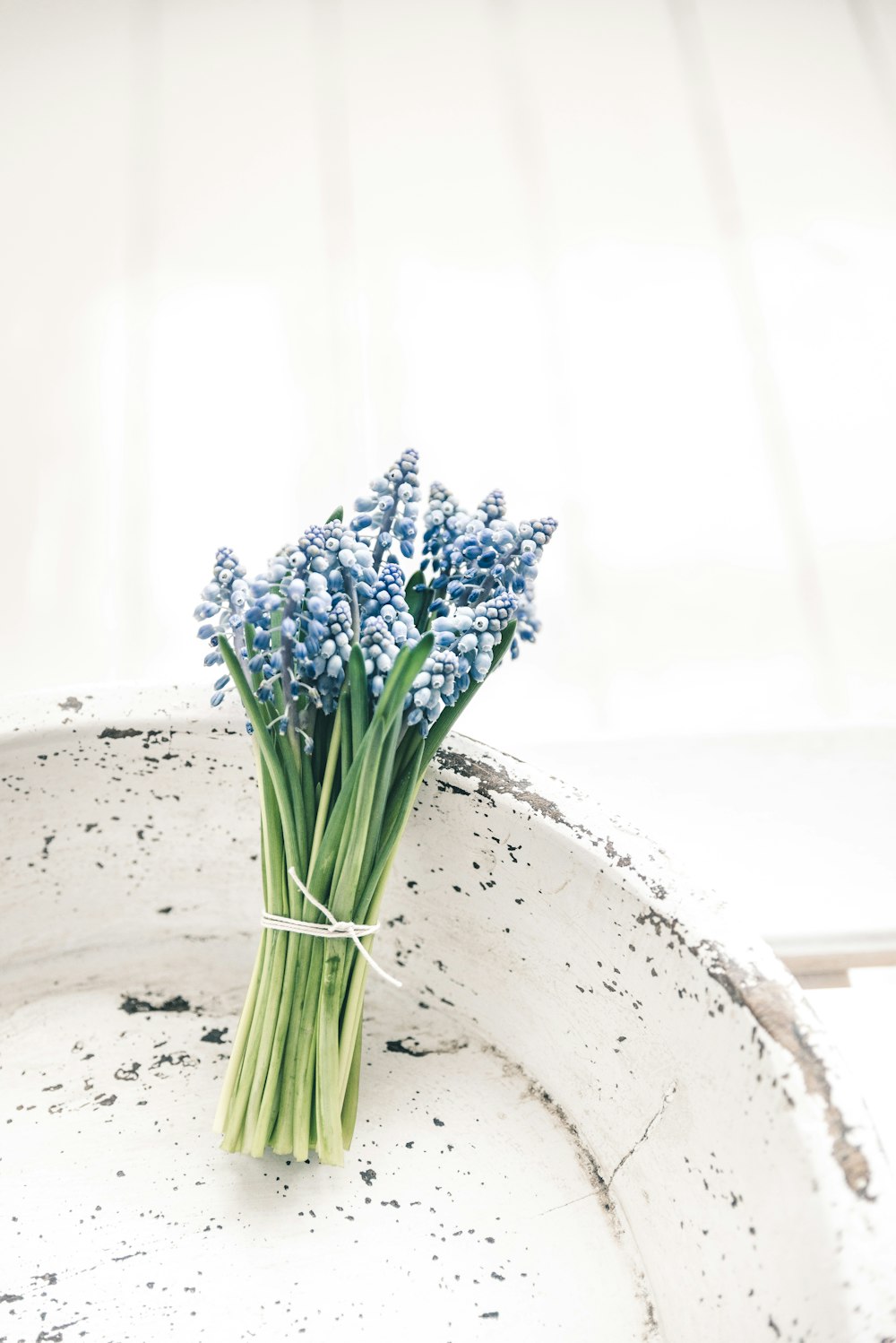 a bunch of blue flowers sitting on top of a white plate
