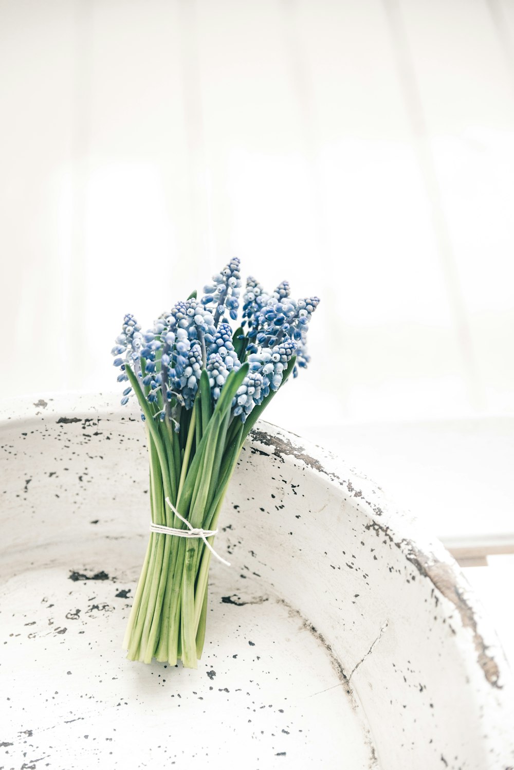 un bouquet de fleurs bleues assis sur une assiette blanche photo – Photo  gratuite sur Unsplash