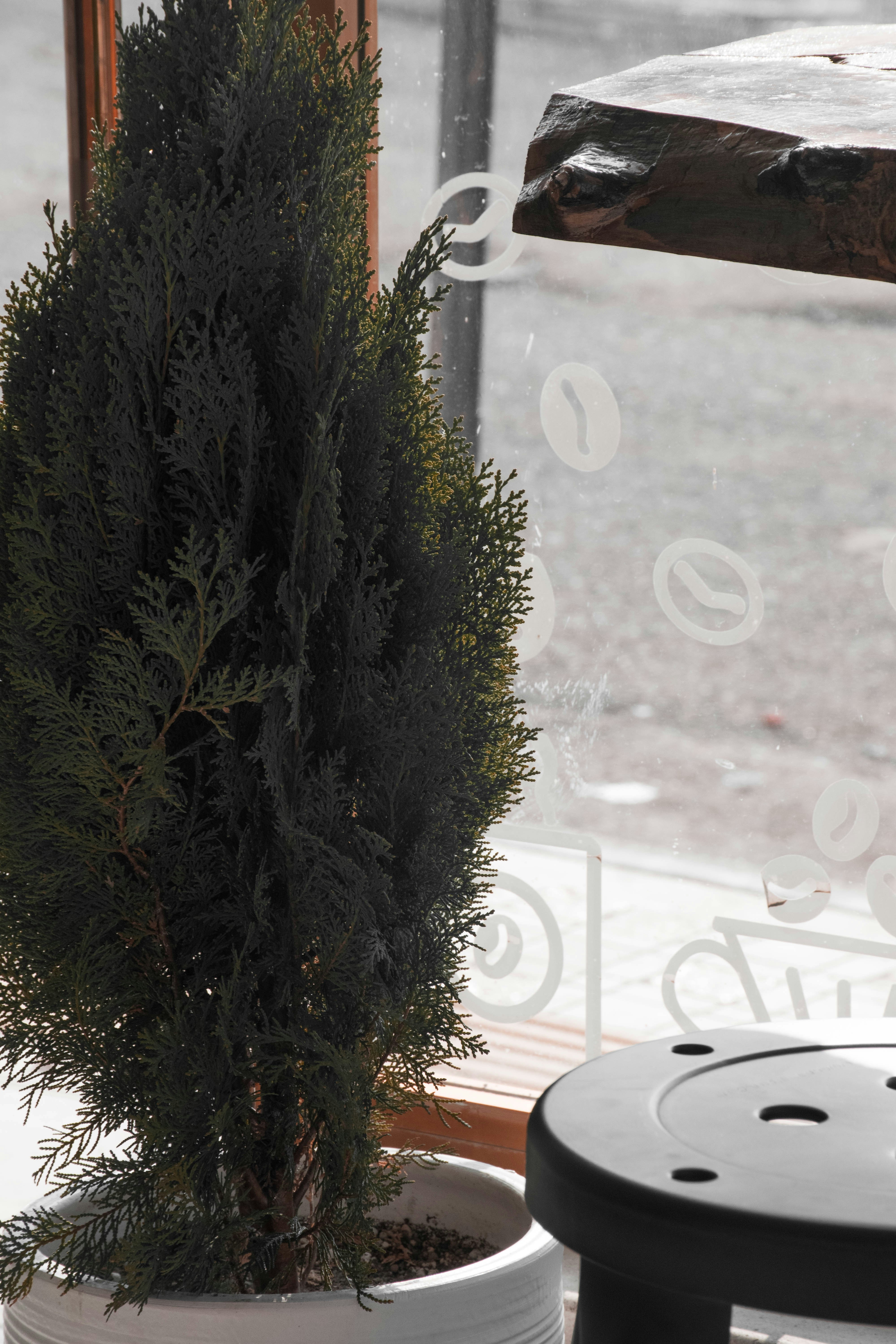 a potted plant sitting in front of a window