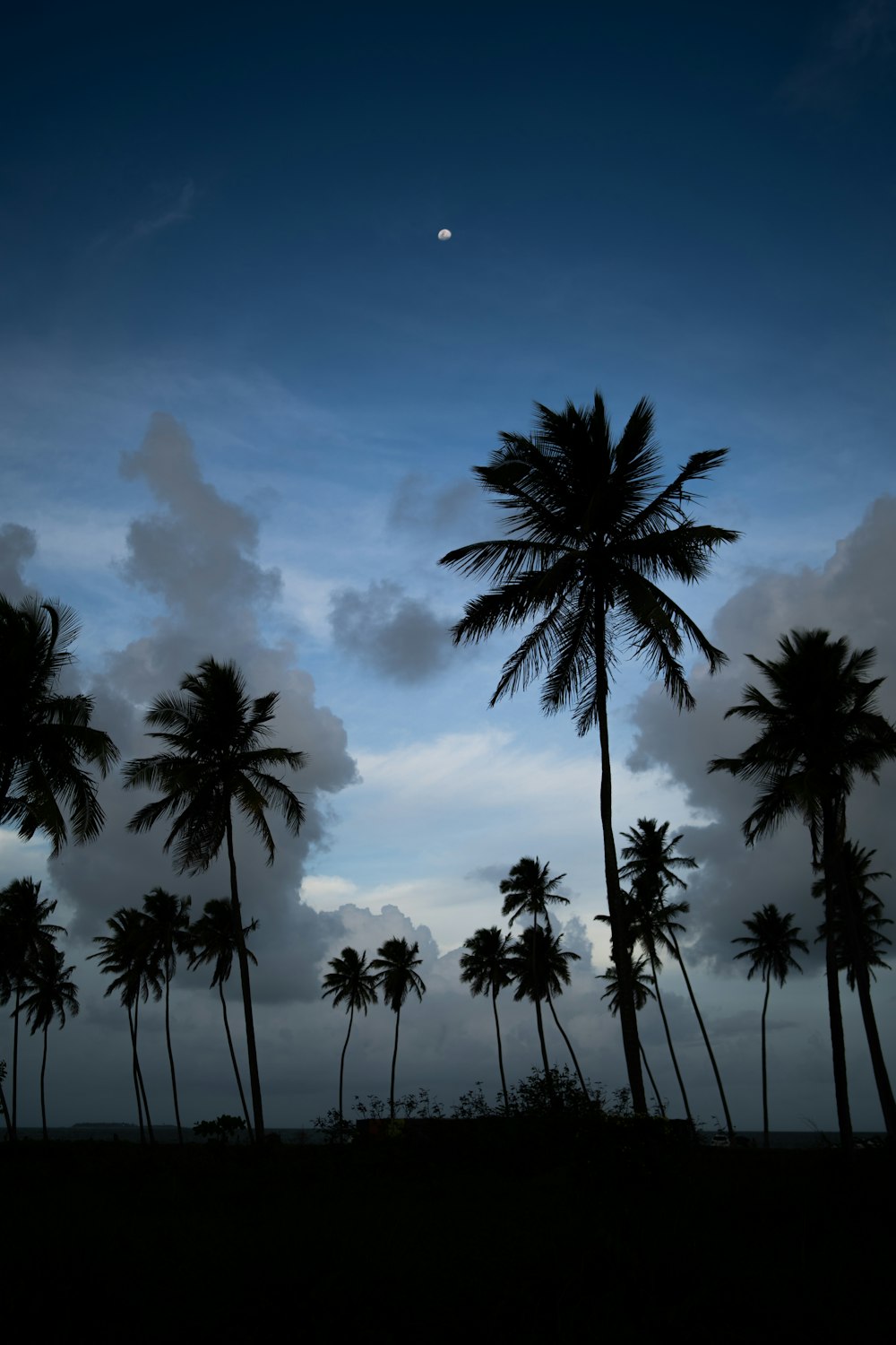 a group of palm trees with the moon in the background