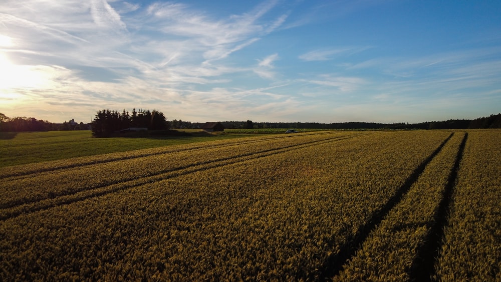 a large field of crops under a blue sky