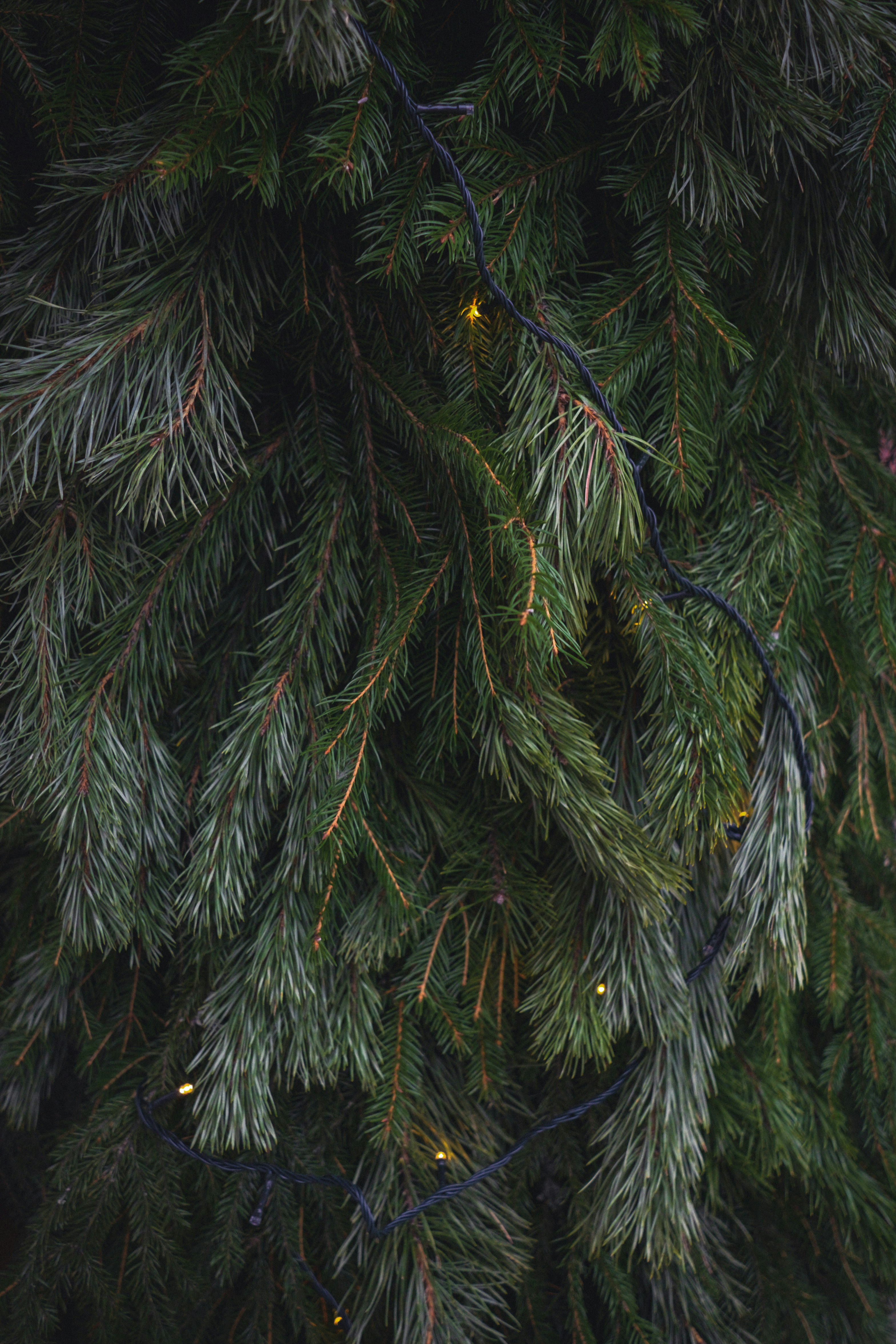 A close up of a pine tree with lights on it photo – Free Christmas ...