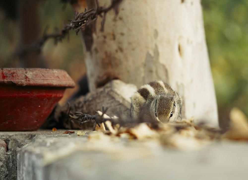 a small bird sitting on the ground next to a tree