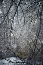 Intricate branches of trees are covered in a layer of frost or ice, creating a delicate and wintry scene. The branches form a tangled web, with bare stems glistening in the cold. Sparse brown leaves from the previous season are interspersed among the branches, adding a touch of warmth. The background shows hints of snow and possibly an out-of-focus structure.