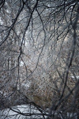 Intricate branches of trees are covered in a layer of frost or ice, creating a delicate and wintry scene. The branches form a tangled web, with bare stems glistening in the cold. Sparse brown leaves from the previous season are interspersed among the branches, adding a touch of warmth. The background shows hints of snow and possibly an out-of-focus structure.