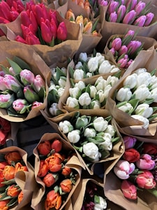 Tulip Parade