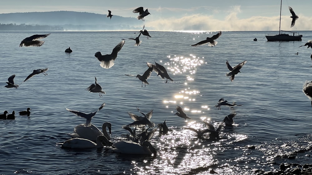 a flock of birds flying over a body of water