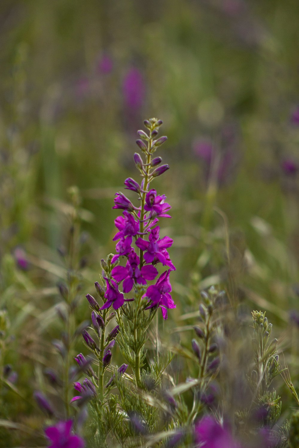 a purple flower in a field of purple flowers