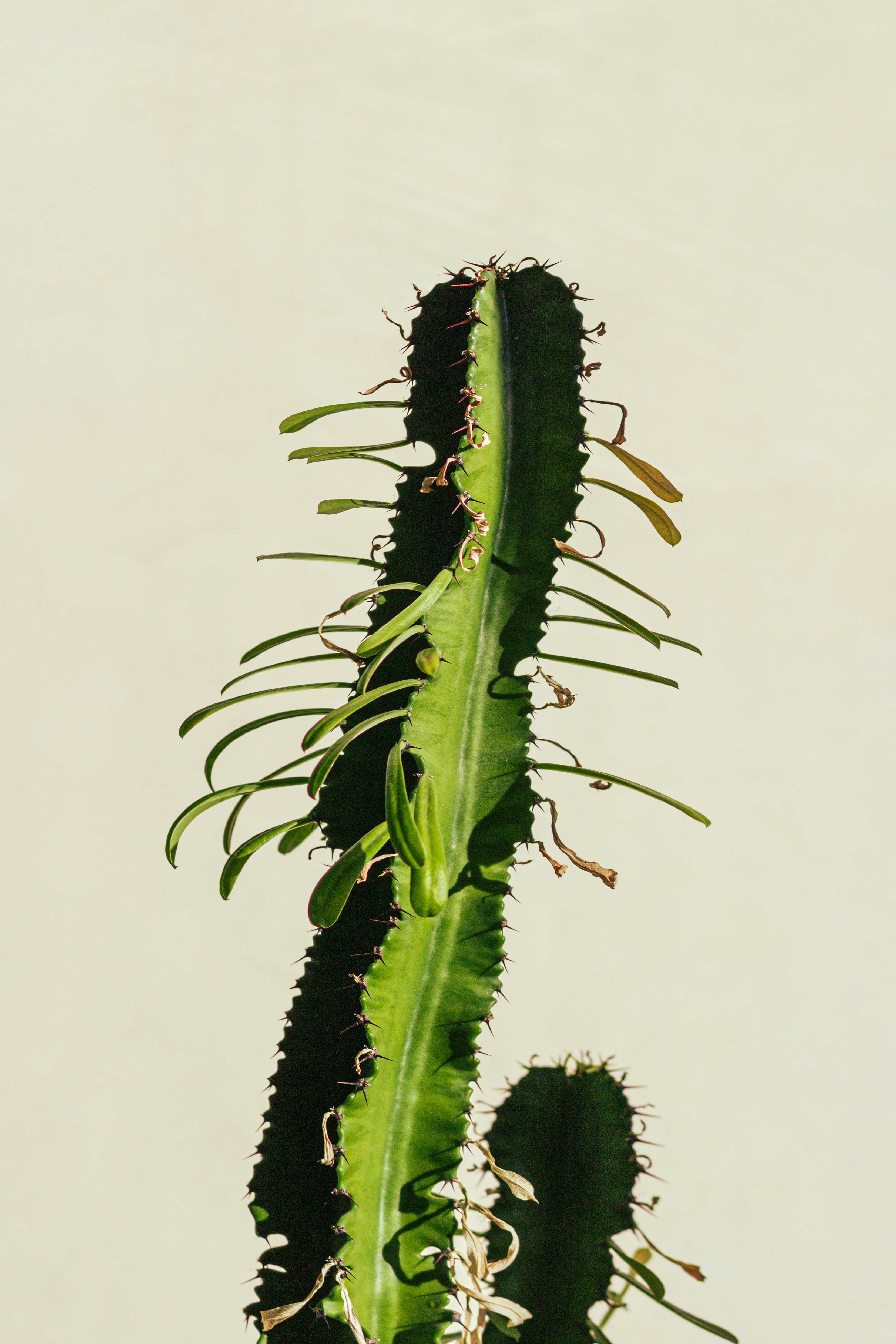 a large green plant with long thin leaves