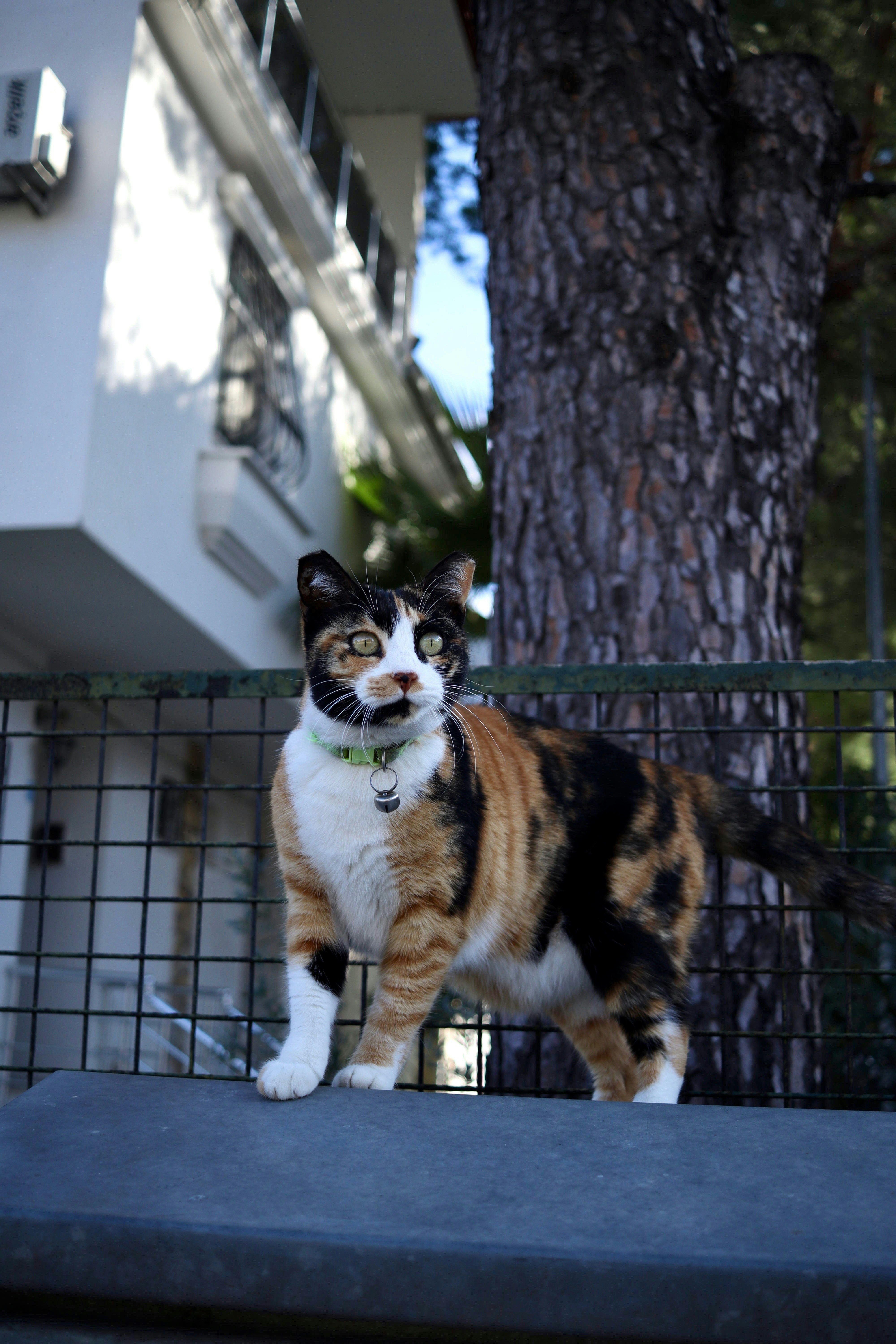 a calico cat standing on a fence next to a tree