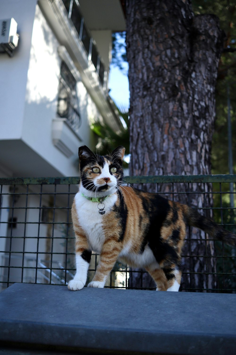 a calico cat standing on a fence next to a tree
