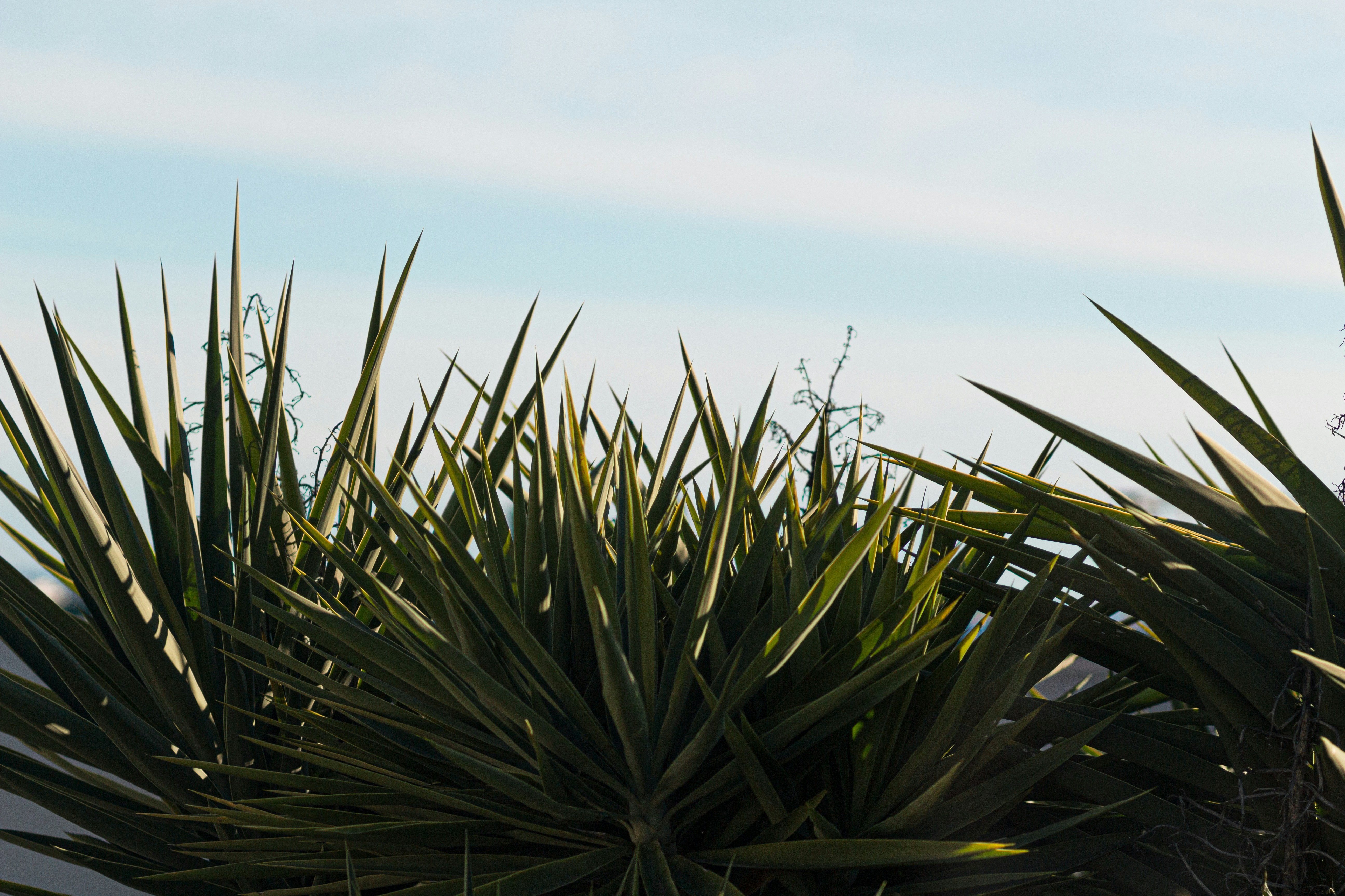 a close up of a plant with a sky in the background
