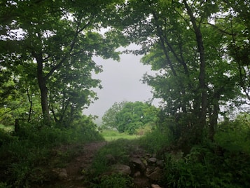A lush, green forest with dense foliage. The image features a pathway leading through the trees, with sunlight filtering through the canopy, creating a serene and natural setting.