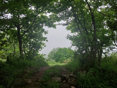A lush, green forest with dense foliage. The image features a pathway leading through the trees, with sunlight filtering through the canopy, creating a serene and natural setting.