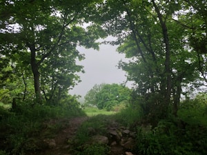 A lush, green forest with dense foliage. The image features a pathway leading through the trees, with sunlight filtering through the canopy, creating a serene and natural setting.
