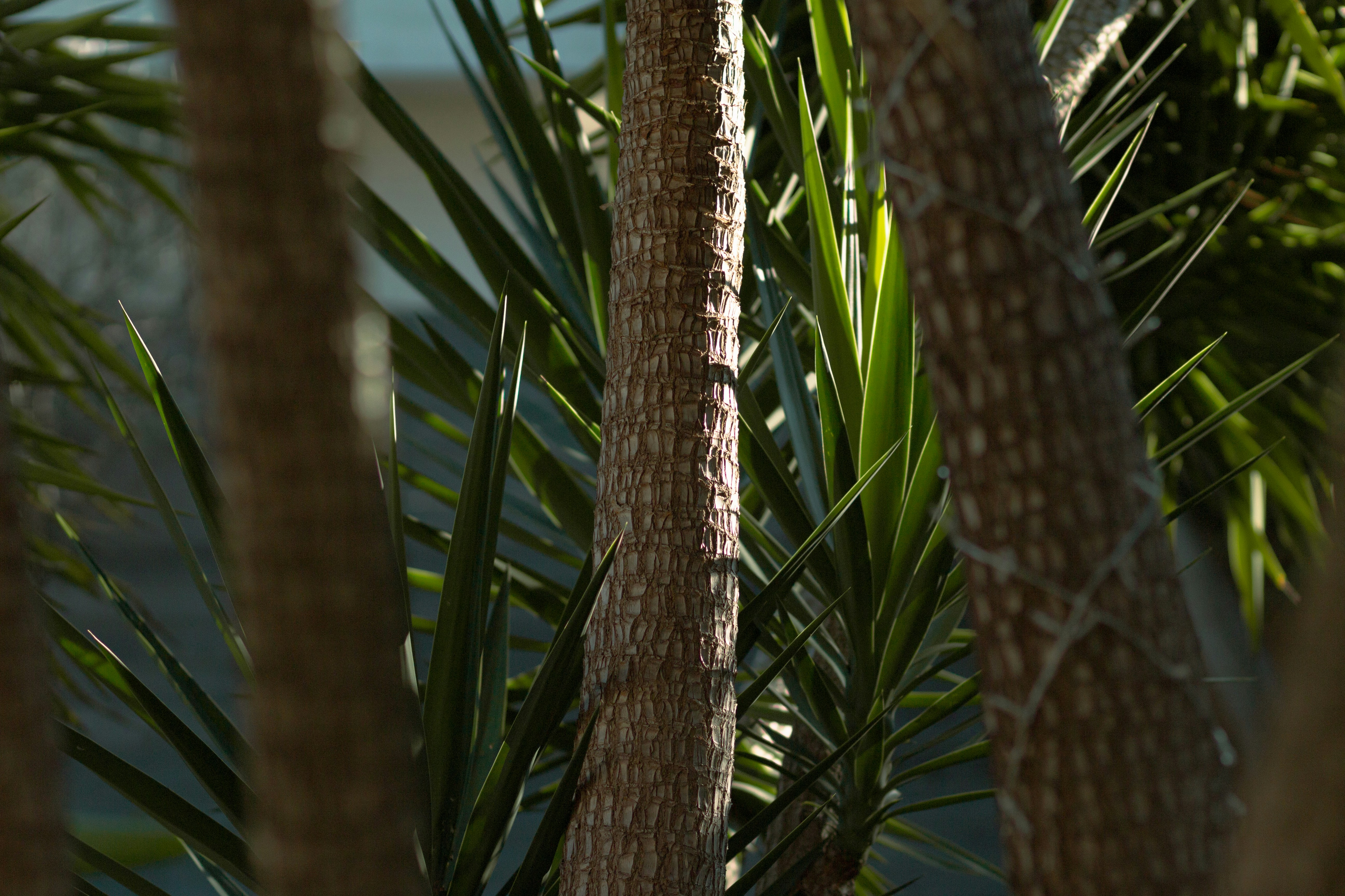 a bird is perched on a tree branch