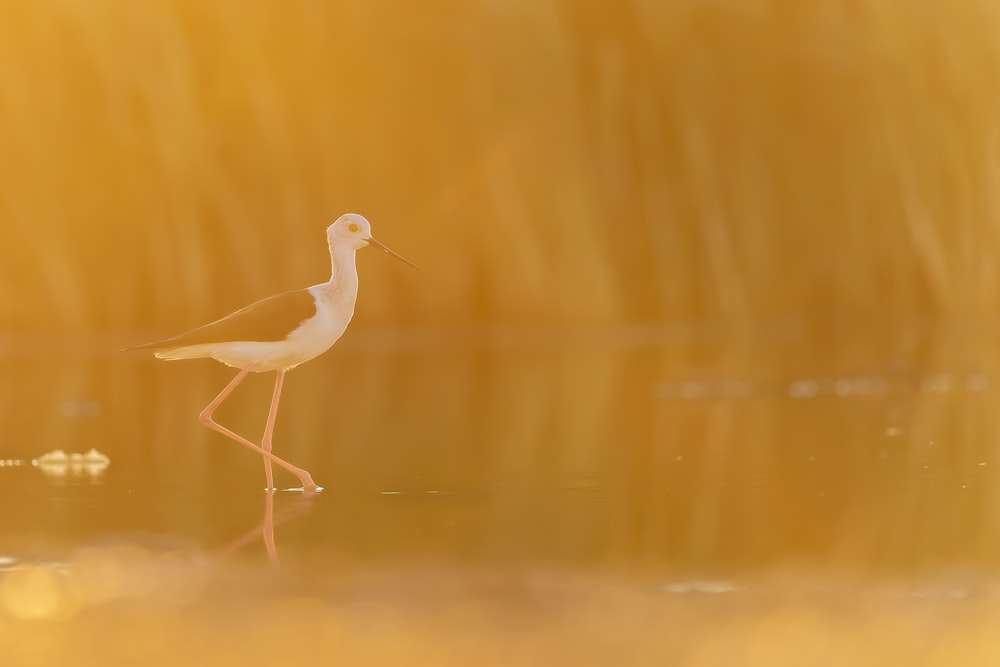 a white bird with a long beak walking in water
