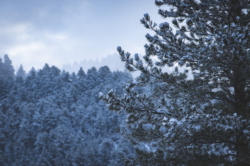 a pine tree covered in snow in front of a forest