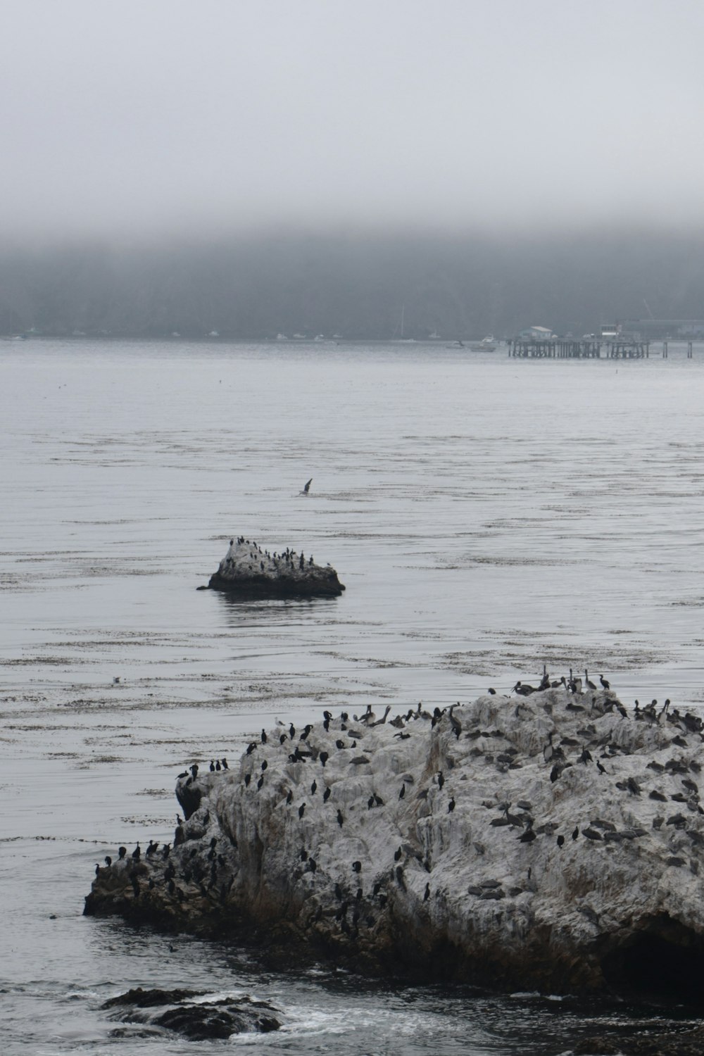 a flock of birds sitting on a rock in the water