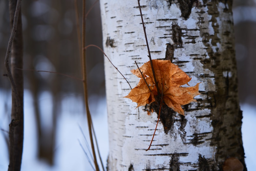 an orange leaf on a tree in the woods