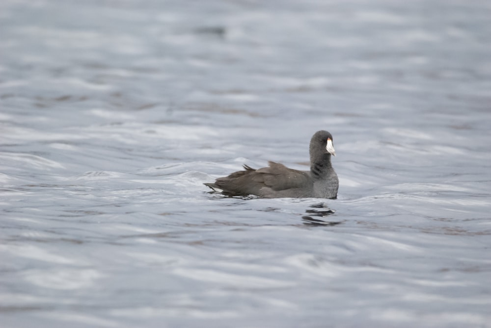 a duck is swimming in the water