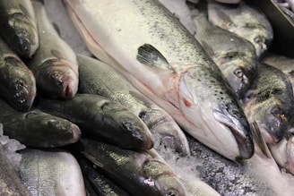 a bunch of fish that are laying on ice