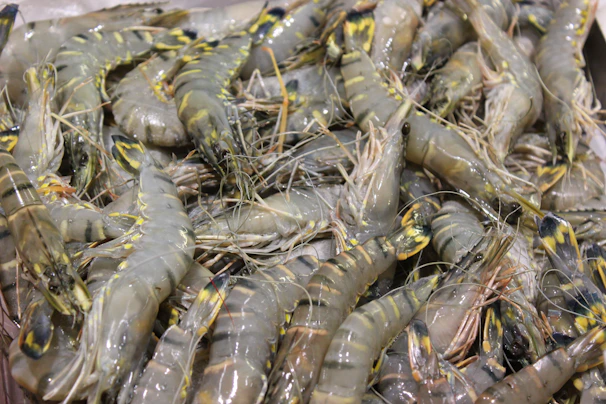 Frozen black tiger prawns stacked in crates ready for export from the Tamil Nadu coast.