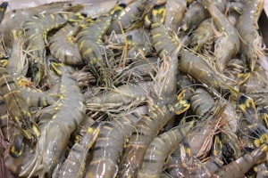 Tiger Prawns