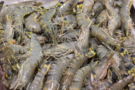 A large pile of fresh, raw shrimp with distinctive yellow and green tiger-like striping on their shells. The shrimp have long antennae and visible legs, with a slightly wet texture suggesting they are freshly caught.