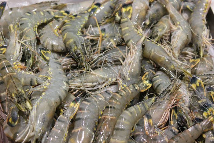 Freshly caught shrimp