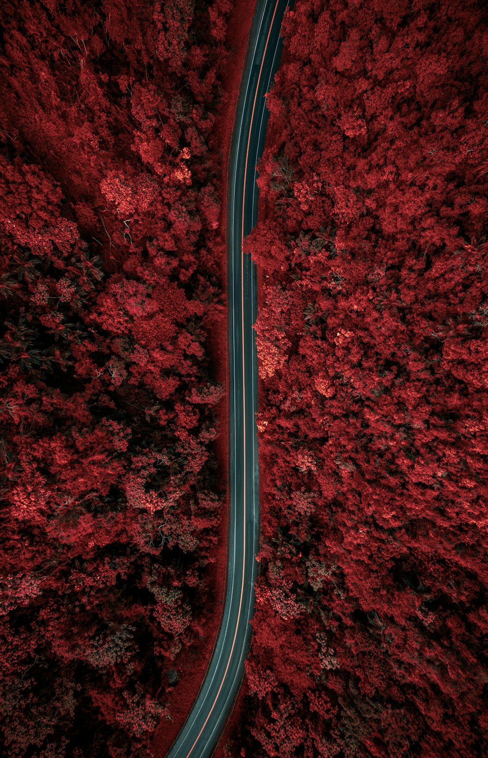 an aerial view of a road winding through a red forest