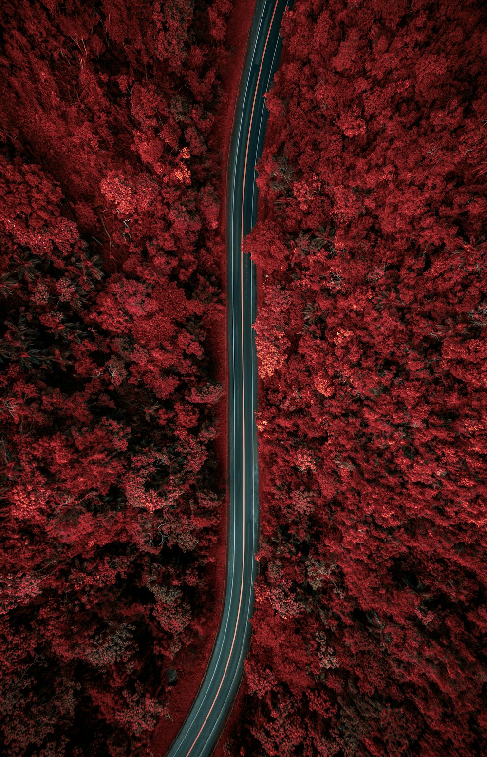 Luftaufnahme einer Straße, die sich durch einen roten Wald schlängelt