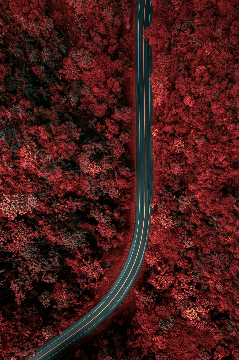 an aerial view of a road winding through a red forest