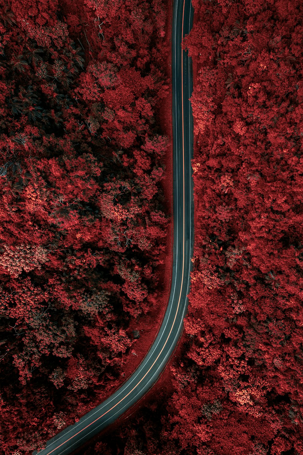 赤い森の中を曲がりくねった道路の空撮