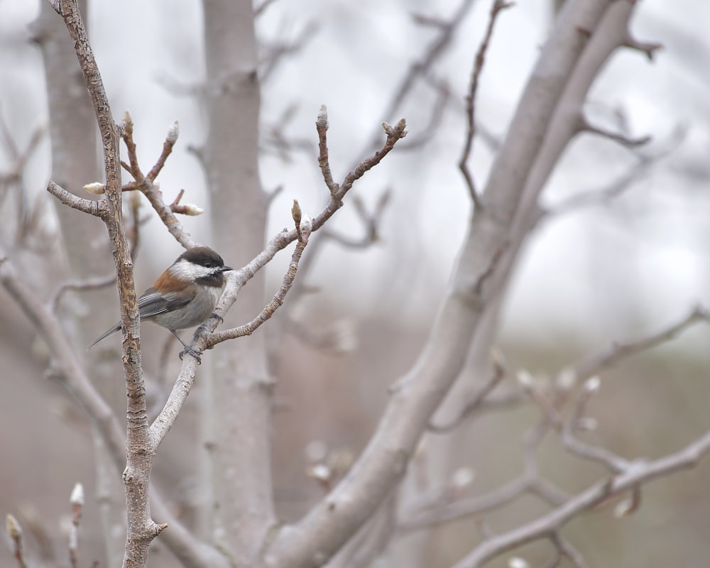 a small bird perched on a tree branch