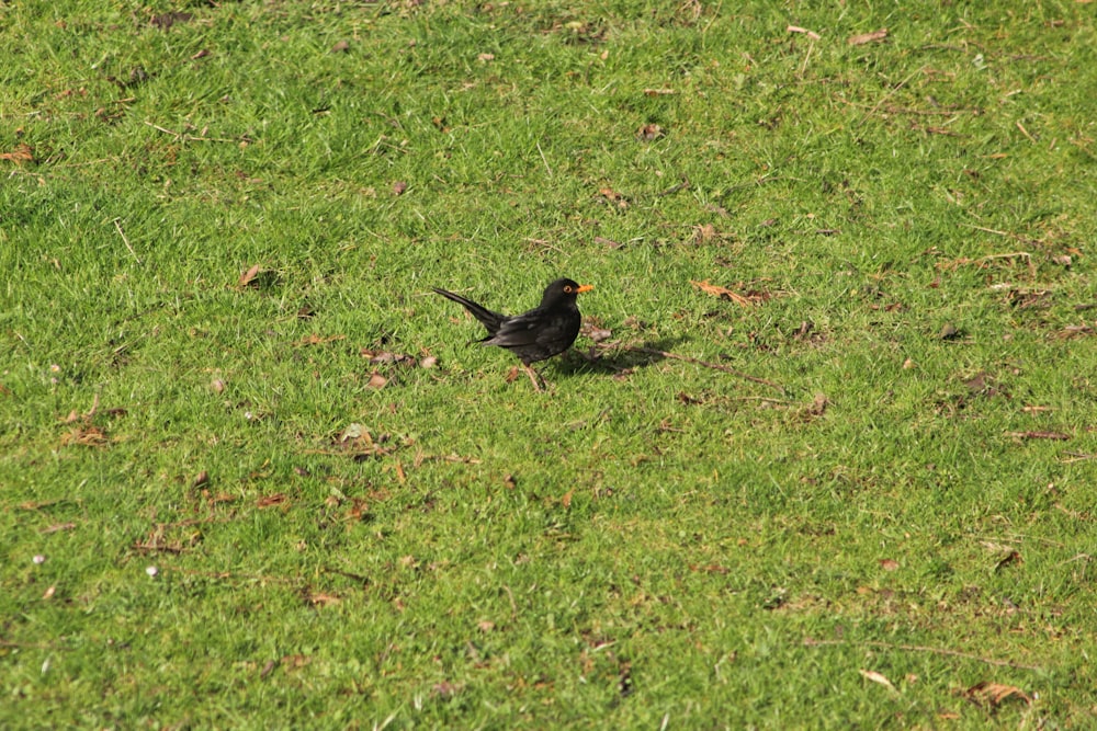 a small black bird standing on top of a lush green field